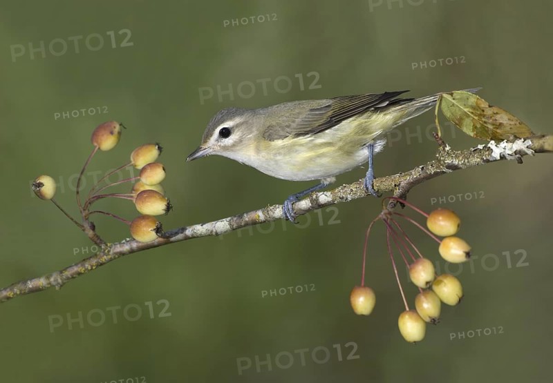Warbling Vireo (Vireo gilvus), British Columbia, Canada