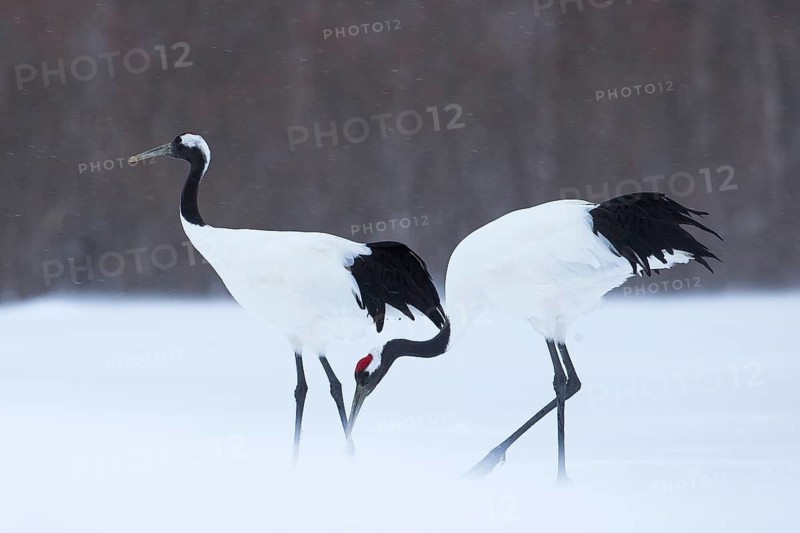 Red-crowned Crane (Grus japonensis), Hokkaido, Japan