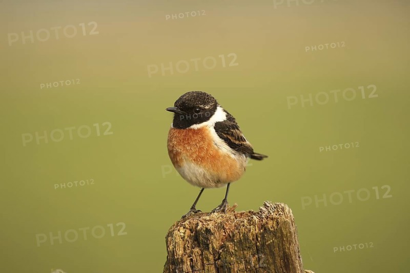 European Stonechat (Saxicola rubicola) male, Lower Saxony, Germany