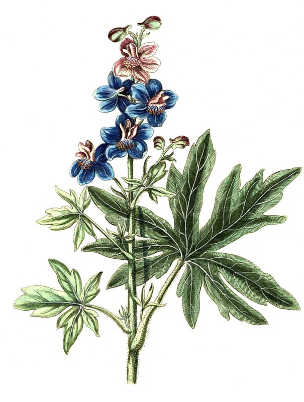 Delphinium staphisagria, St Stephen's wort, digital reproduction of a historical original, between 1790 and 1810