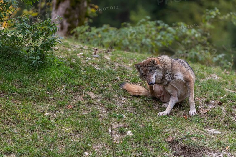 One eurasian gray wolf (Canis lupus lupus) sitting on a hill with green grass, scratching himself