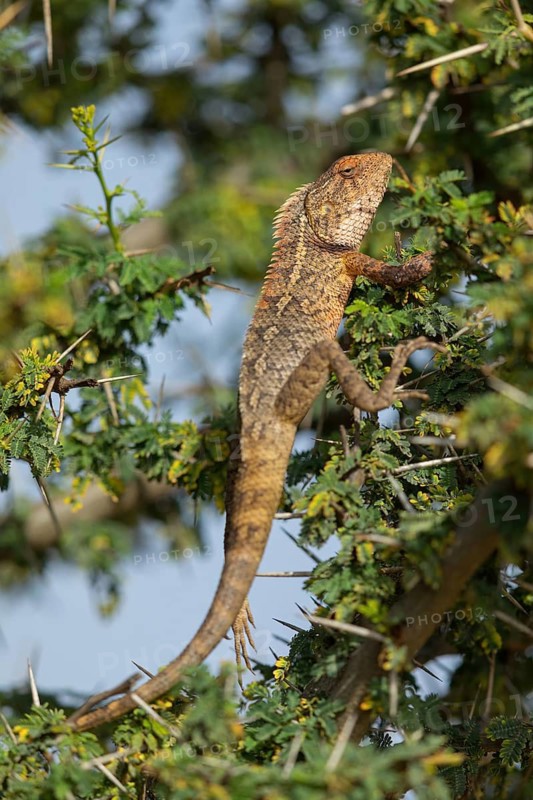 Oriental garden lizard (Calotes versicolor), Oriental garden lizard, Agame, Reptile, Reptiles, Tree, Bush