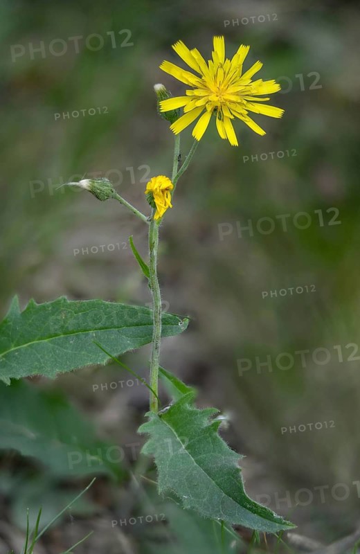 Asteraceae, hawkweed, hieracium murorum, daisy, hawkweed, wild hawkweed, flora, high size, portrait format, plants, wall hawkweed