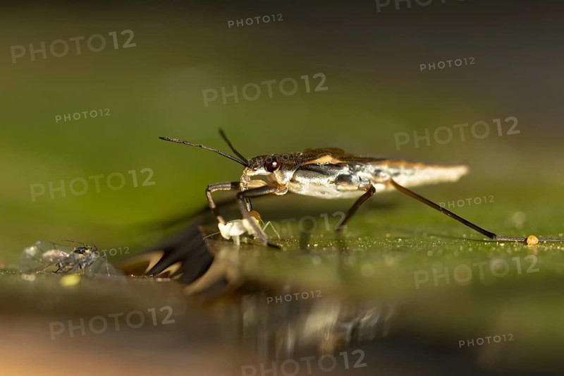 Common pond skater (Gerris lacustris) adult insect feeding on a Whitefly on a water lily pad or leaf on the water surface of a garden pond, England, United Kingdom