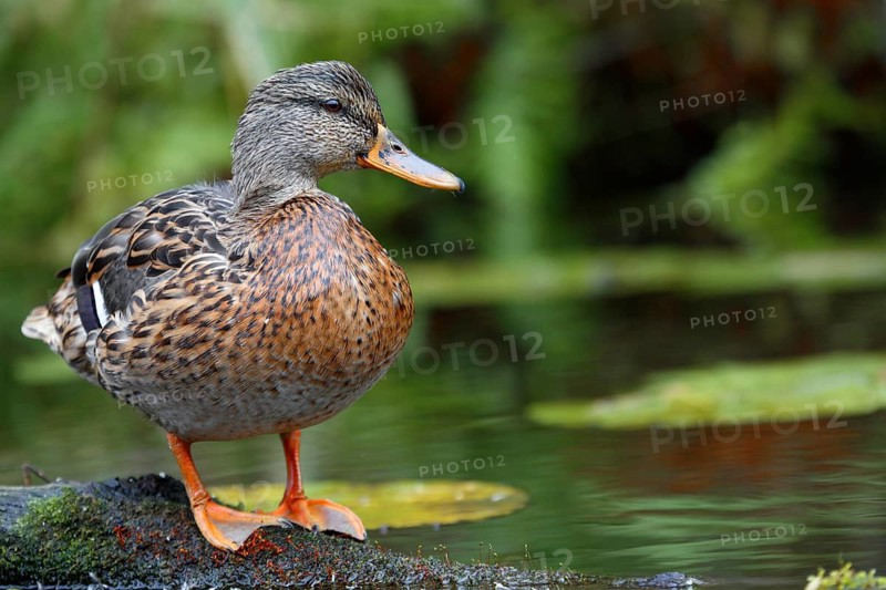 Mallard (Anas platyrhynchos), female on a tree trunk, Peene Valley River Landscape nature park Park, Mecklenburg-Western Pomerania, Germany