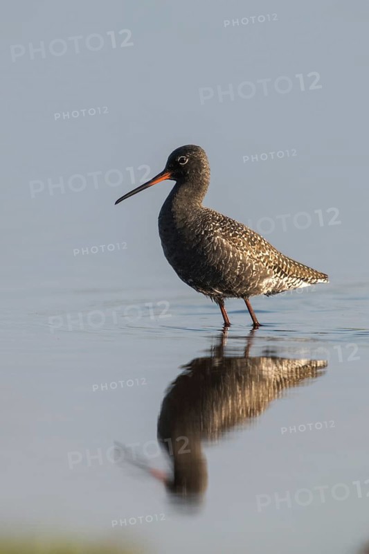 Dark water strider, spotted redshnak, tringa erythropus, birds, charadriiformes, high size, portrait format, limicoles, snipe birds, scolopacidae, birds, waders, waders