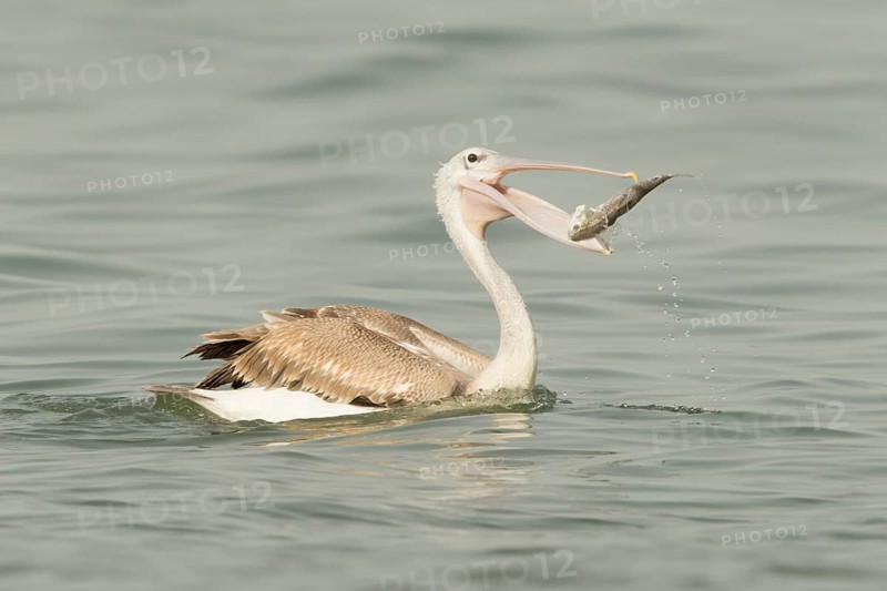 Pink-backed Pelican (Pelecanus rufescens) juvenile eating fish, Gambia