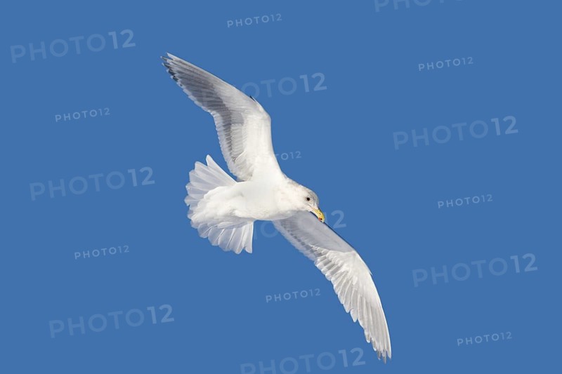Glaucous-winged Gull Larus glaucescens Homer, ALASKA, United States February Adult winter plumage. Laridae