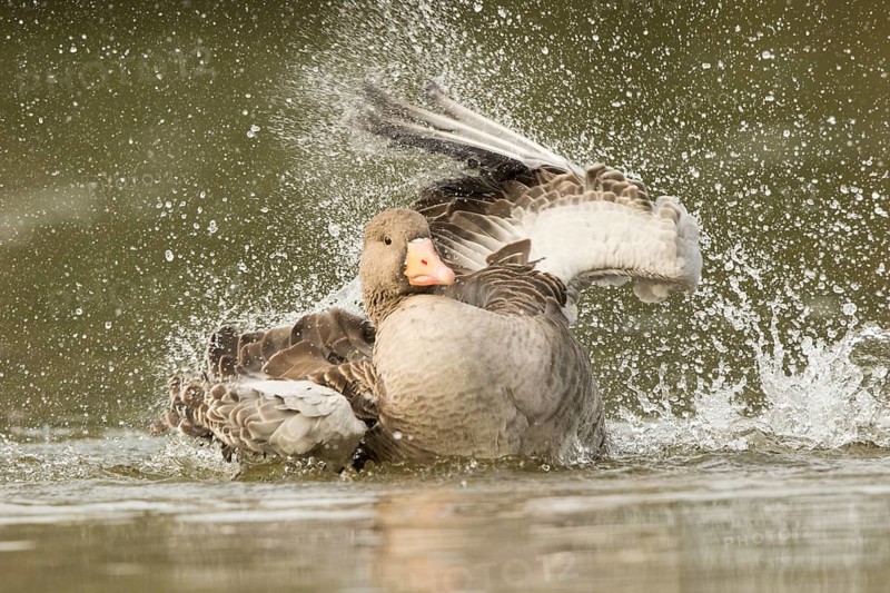 Greylag Goose (Anser anser) bathing, Bavaria, Germany