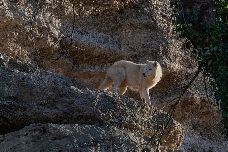 One adult Arctic wolf (Canis lupus arctos) standing high in a rock wall. Early morning light
