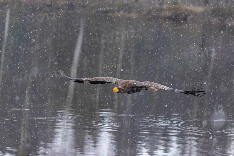 One young Steller's sea eagle (Haliaeetus pelagicus) flying over a lake while snow is falling. A forest in the background. Controlled condition