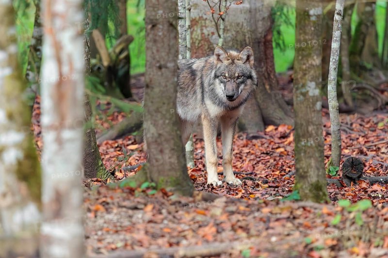 A young grey wolf (Canis lupus lupus) stands in the forest on an overcast day