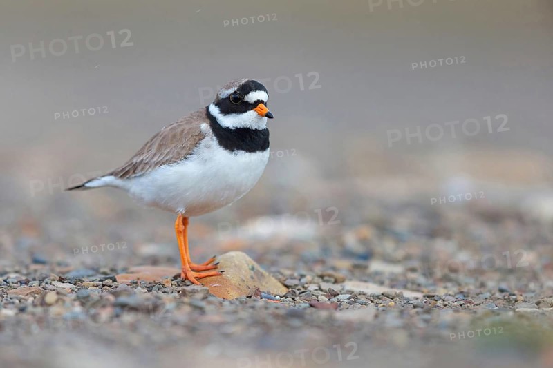 Ringed Plover, (Charadrius hiaticula), wading bird, plover family, Longyearbyen, Svalbard Spitsbergen, Norway