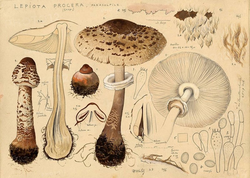 Mushroom, Mushrooms, Parasol mushroom, Macrolepiota procera, Lepiota procera, authentic reproduction of an illustration by Hans Walty (1868-1948) from about 1915, historical