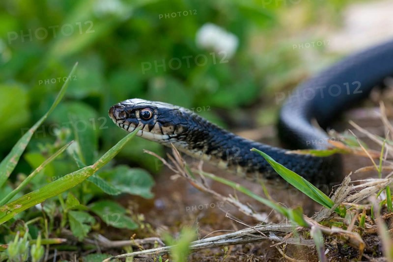 Dark Green Snake, Yellow-Green Wrath Snake, Granelli, Hierophis Viridiflavus, Italy, Pantani Cuba and Longarini, Migratory Bird Sanctuary Pantani Cuba & Longarini, Green Whip Snake, Italy, Reptilia, Reptilia, Reptiles, Snakes, Sicily, Snakes, Stiftung Pro Biodiversity, Western Whip Snake, Wrath Snake