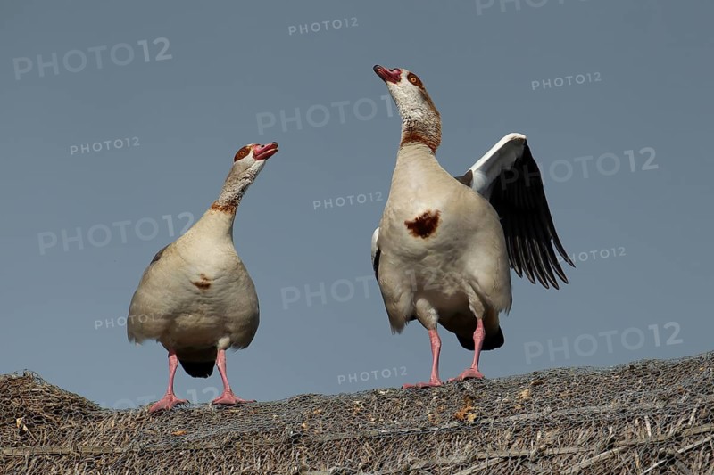 Egyptian goose (Alopochen aegyptiaca) two adult birds calling on a thatched roof of a building, England, United Kingdom