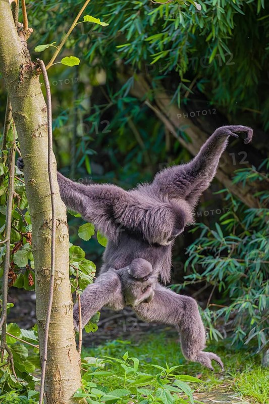 Ein weiblicher Silbergibbon (Hylobates moloch) oder Javagibbon hängt mit seinem Baby im Arm in einem Baum