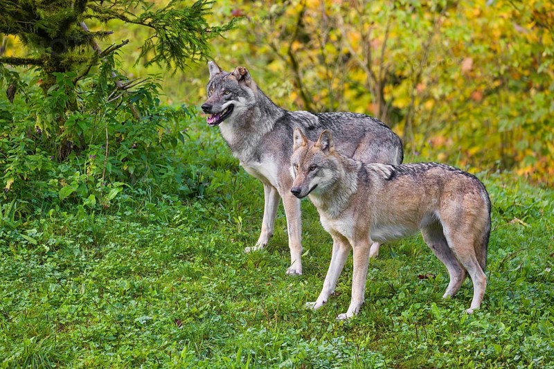 Two eurasian gray wolves (Canis lupus lupus) stand on a hill, observing the area. A forest in fall colors in the background