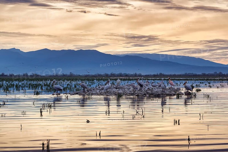Dalmatian pelicans (Pelecanus crispus) on an island in Lake Kerkini, Lake Kerkini, dawn, Central Macedonia, Greece