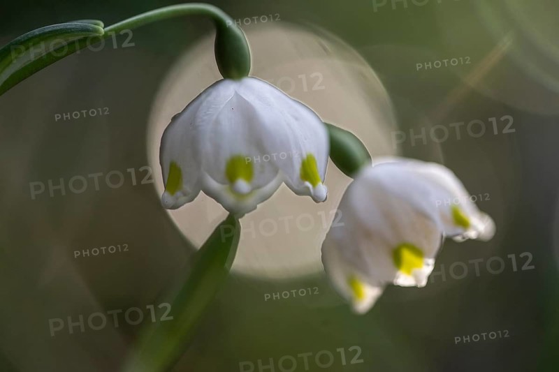 Spring snowflake (Leucojum vernum), Emsland, Lower Saxony, Germany