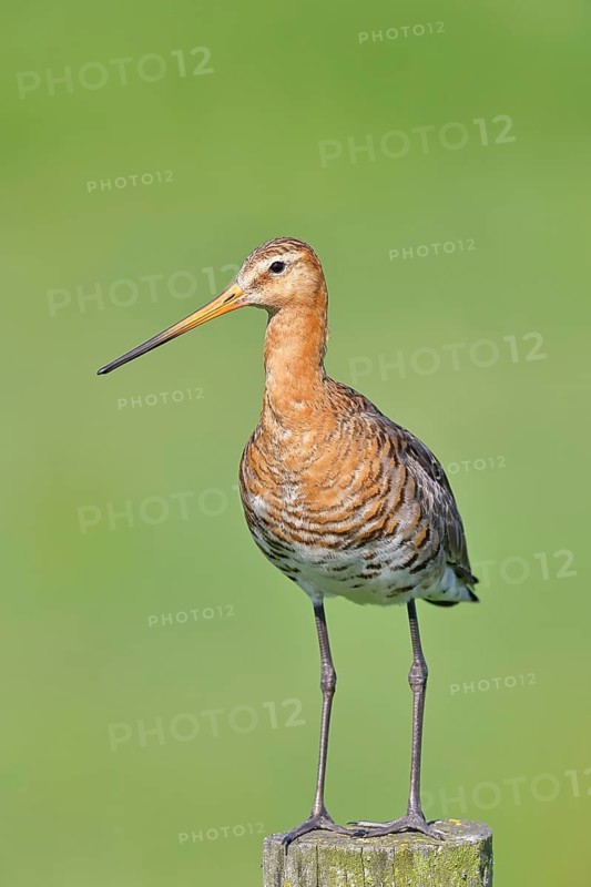 Black-tailed Godwit (Limosa limosa), perched on a fence post, waders, wildlife, nature photography, wet meadow, Ochsenmoor, Lake Dümmer, Lembruch, Lower Saxony, Germany