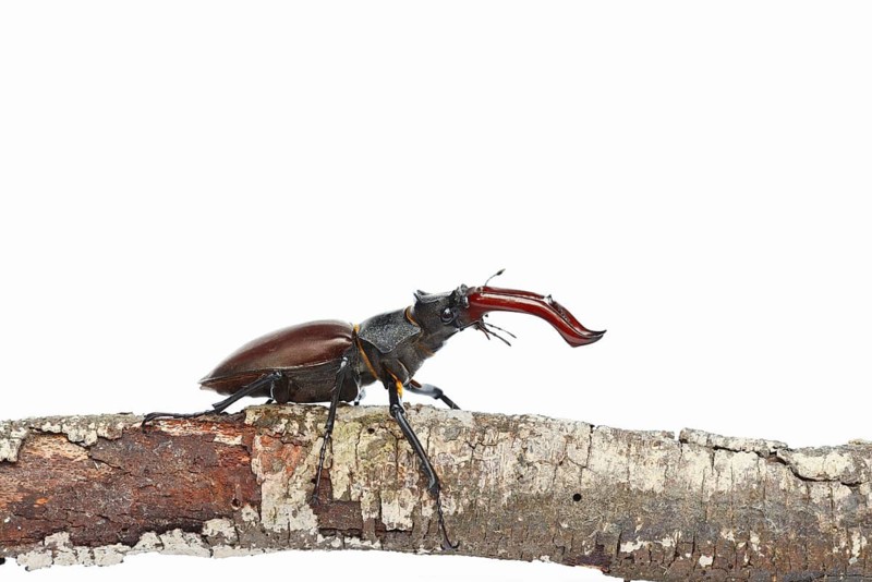 Stag beetle (Lucanus cervus), male on a branch against a white background, Normandy, France