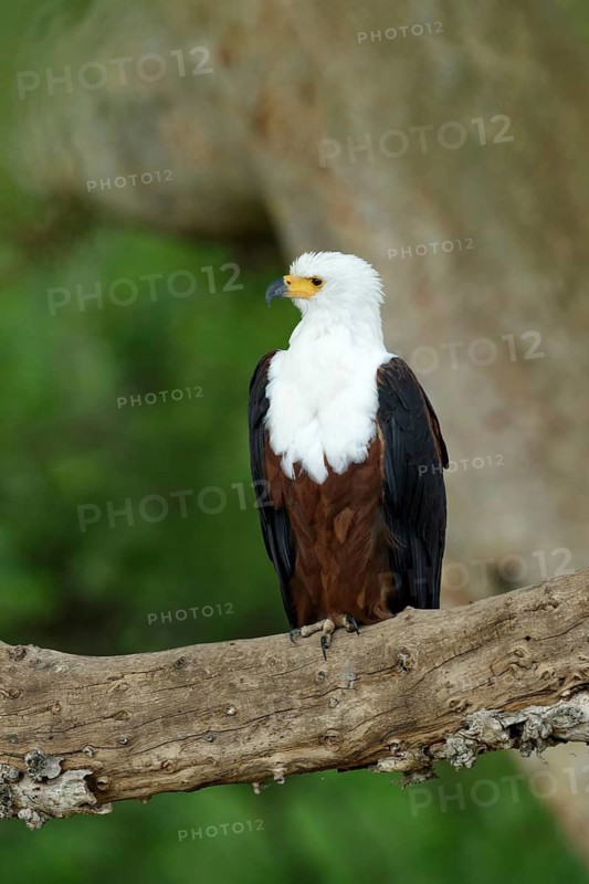 Afrikaanse Zeearend zittend op tak, African Fish Eagle sitting on a branch