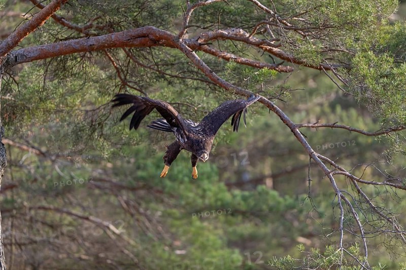 One white-tailed eagle (Haliaeetus albicilla) flying off of a pine tree standing in dry grass on hilly ground. A pine forest in the background