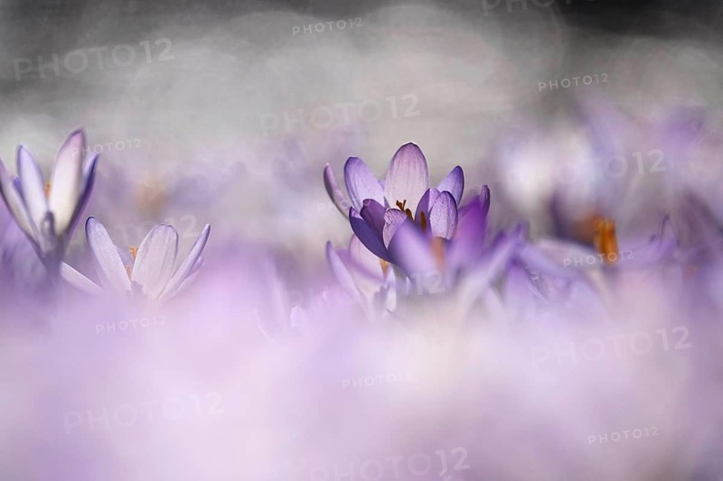 Crocus blossom with beautiful bokeh, early March, Germany