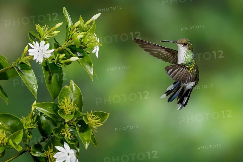 Red-billed Streamertail (Trochilus polytmus) female flying, Jamaica