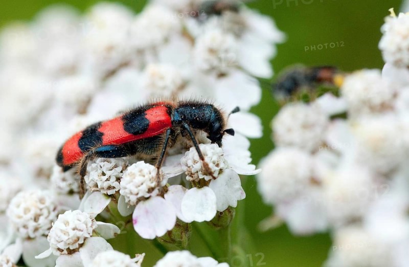Bee beetle, bee wolf, common bee beetle, immense beetle, immense wolf, trichodes apiarius, beetle, coleoptera, insects, beetles