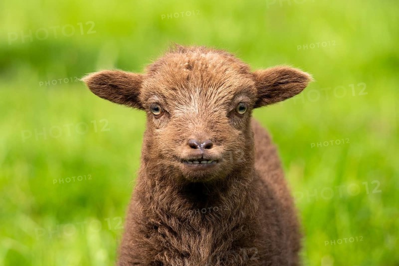 Brown lamb, Ouessant sheep (Breton dwarf sheep), portrait. The incisors in the lower jaw are visible. Grazing. Germany
