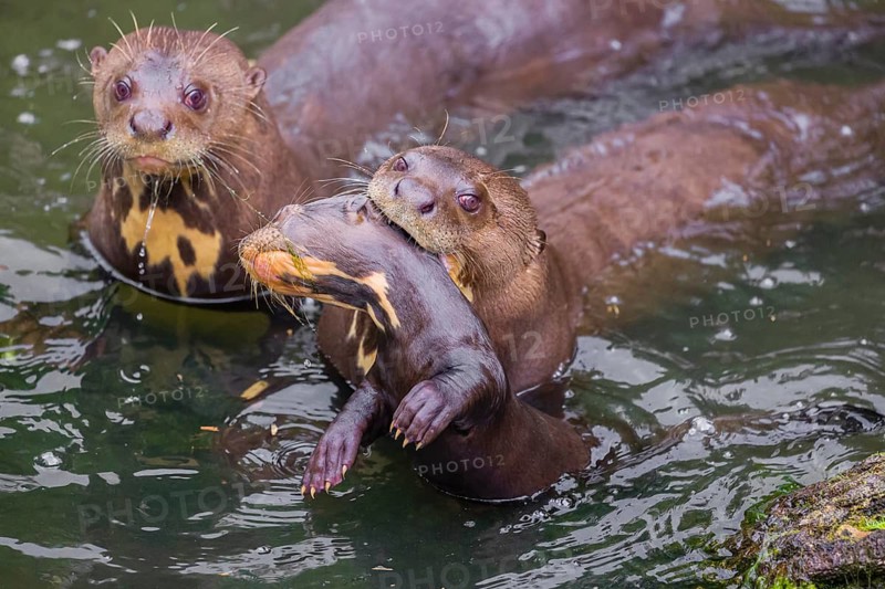 An adult giant otter or giant river otter (Pteronura brasiliensis) swims in a small river carrying a 2-month-old young around in its mouth. They are accompanied by another adult otter of the pack