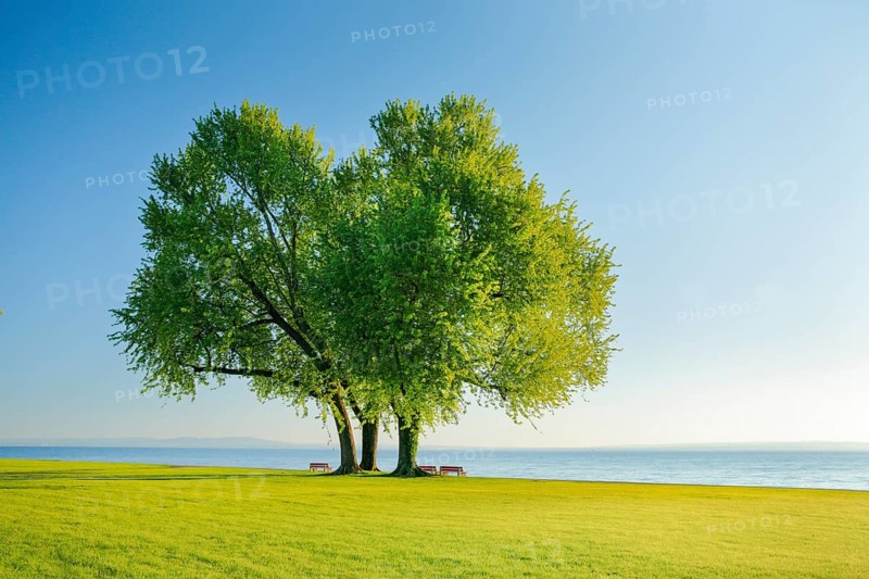 Large single silver maple on the shore of Lake Constance near Arbon in Thurgau