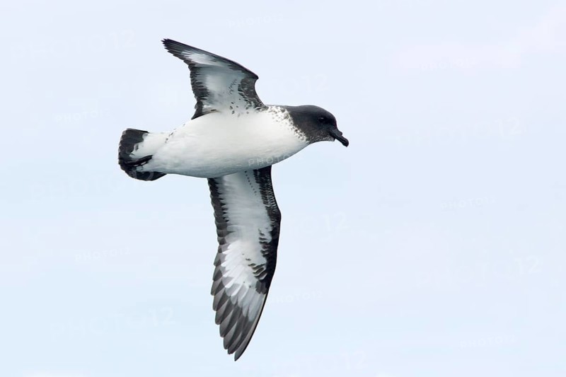 Cape Petrel (Daption capense) flying, Victoria, Australia