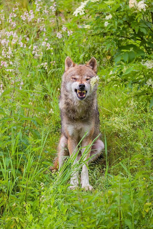 A eurasian gray wolf (Canis lupus lupus) sits on a hill in green vegetation