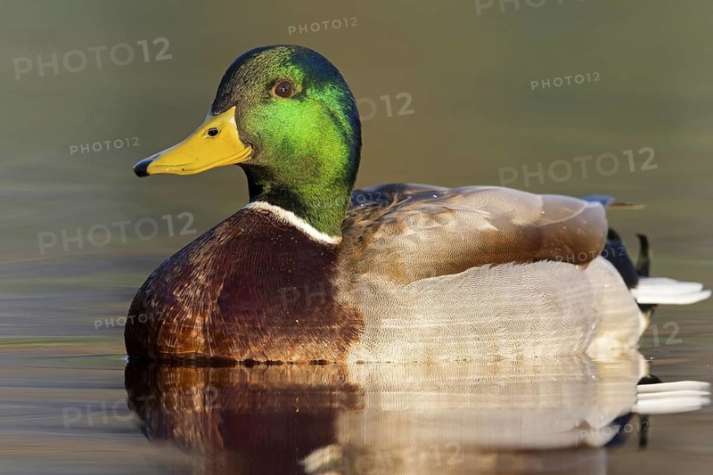 Mallard, (Anas platyrhynchos), male, drake, animals, birds, duck birds, Rosensteinpark, Stuttgart, Baden-Würrttemberg, Federal Republic of Germany