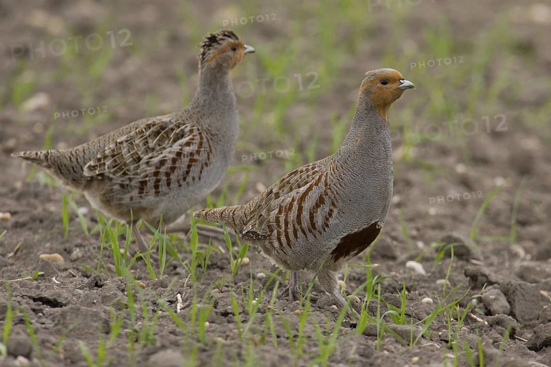 Grey Partridge (Perdix perdix) pair, Lake Neusiedl, Austria