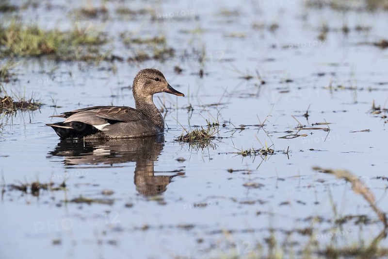 Gadwall (Mareca strepera), Lower Saxony, Germany