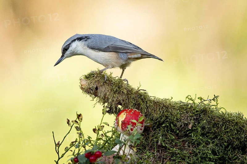 Eurasian Nuthatch (Sitta europaea), Smaland, Sweden