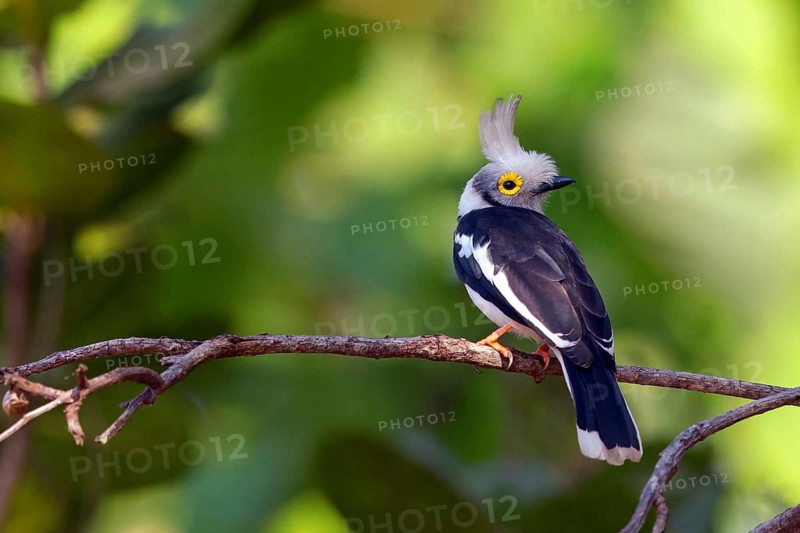 White-crested spectacled vanga, (Prionops plumatus), (Prionops plumata), family of vanga shrikes, Mandinaba forest, Mandinaba, South Bank, Gambia