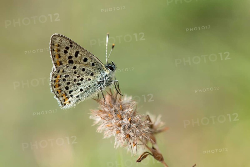 Brown moth, Lycaena tityrus, sulfur bird, sooty purple-edged copper, birds, butterfly, insects, butterfly, butterflies, butterflies