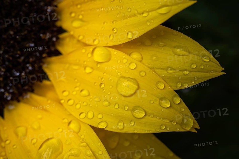 Macro photograph of a sunflower (Helianthus annuus) with raindrops on the yellow petals