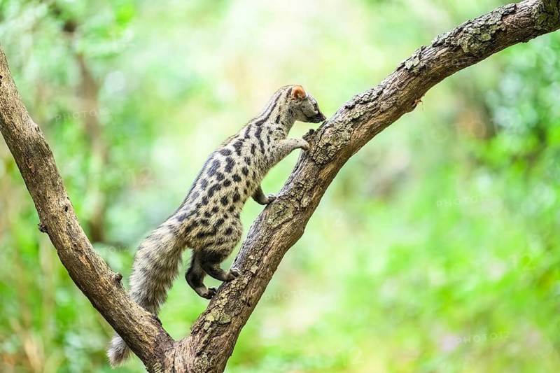 Common genet (Genetta genetta), climbing on a tree wildlife in a forest, Montseny National Park, Catalonia, Spain