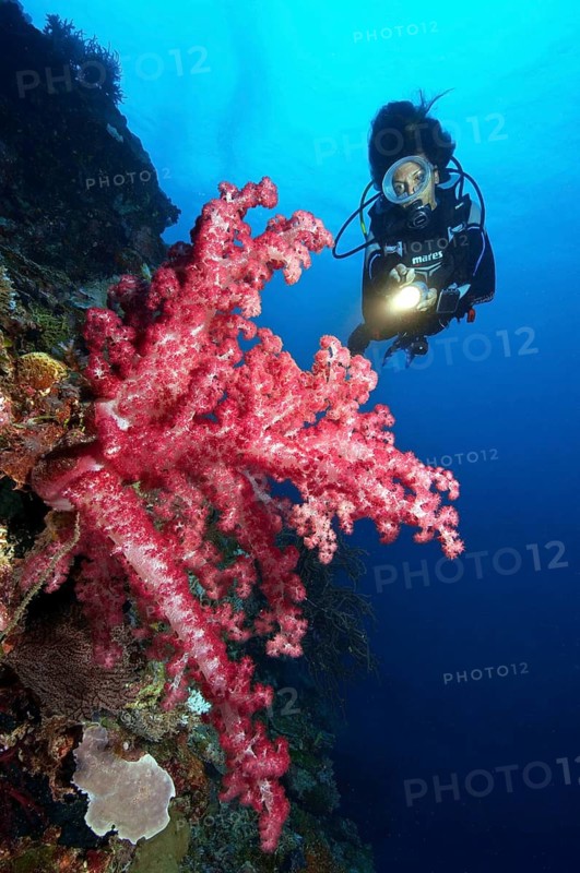 Diver Diver looking at illuminated pink soft coral (Dendronephthya) growing on steep reef wall Steep face of coral reef, Pacific Ocean, Republic of Palau