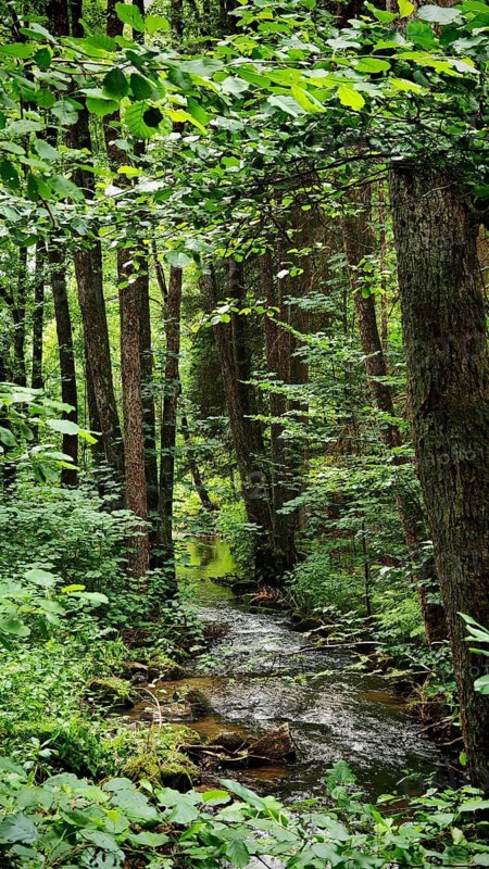A narrow watercourse runs through a dense, green forest, Kosertal nature park Trail near Wirsberg Summer in the Franconian Forest Nature Park, Upper Franconia