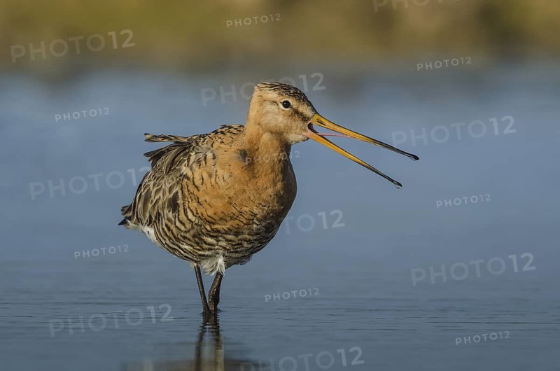 Black-tailed Godwit (Limosa limosa) calling, Schleswig-Holstein, Germany