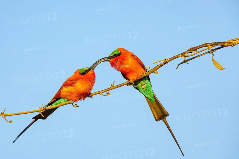 Carmine Bee-eater (Merops nubicus) Courtship behavier South Luangwa NP Zambia August
