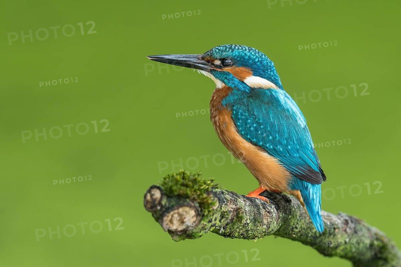 Common Kingfisher (Alcedo atthis) male perched on a branch, Lower Saxony, Germany