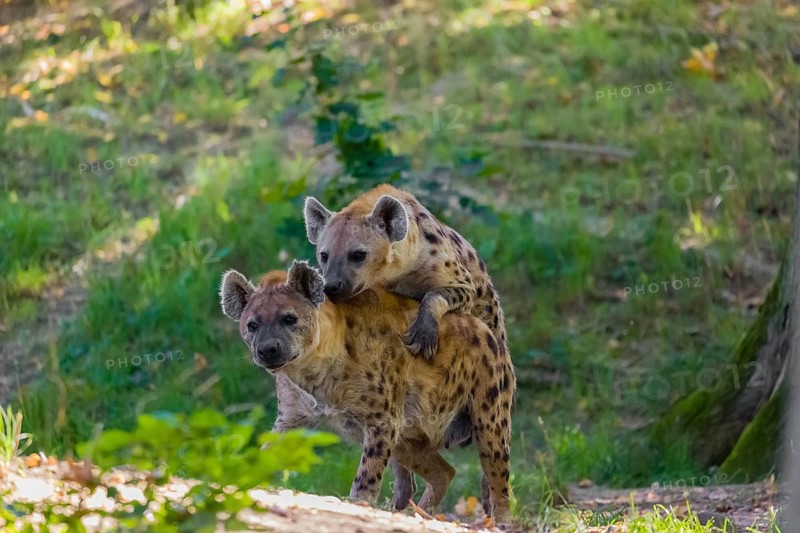 A mating couple of spotted hyena (Crocuta crocuta), or laughing hyena
